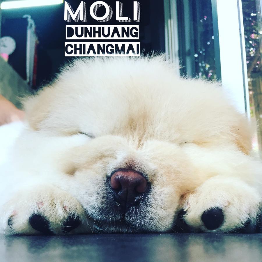Chiangmai Moli Inn (Adults Only) Chiang Mai Zewnętrze zdjęcie