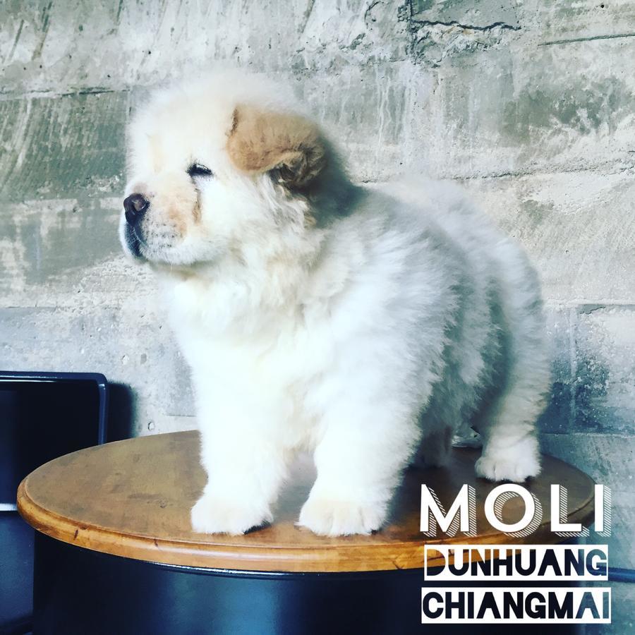Chiangmai Moli Inn (Adults Only) Chiang Mai Zewnętrze zdjęcie